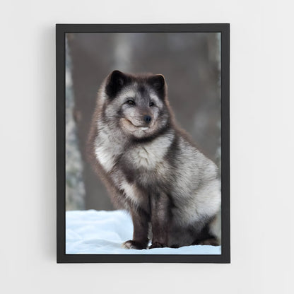 ap-arctic fox-3 cadre Noir
