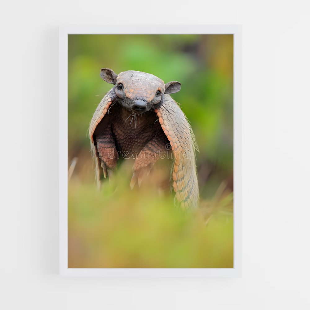 ap-armadillo-1 cadre Blanc