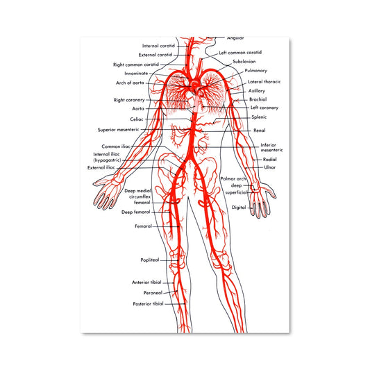Poster Circulation Vitale