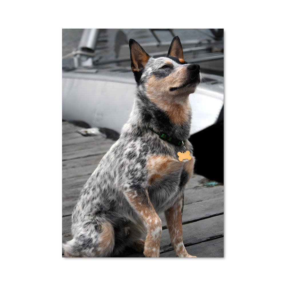 Poster Chien Marin