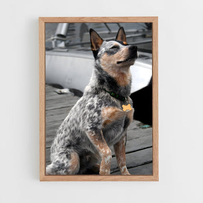 ap-australian cattle dog-1 cadre Bois clair