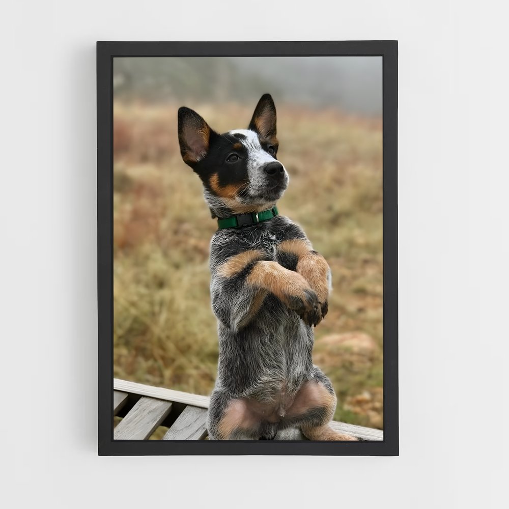 ap-australian cattle dog-2 cadre Noir
