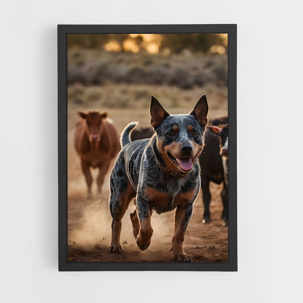 ap-australian cattle dog-4 cadre Noir