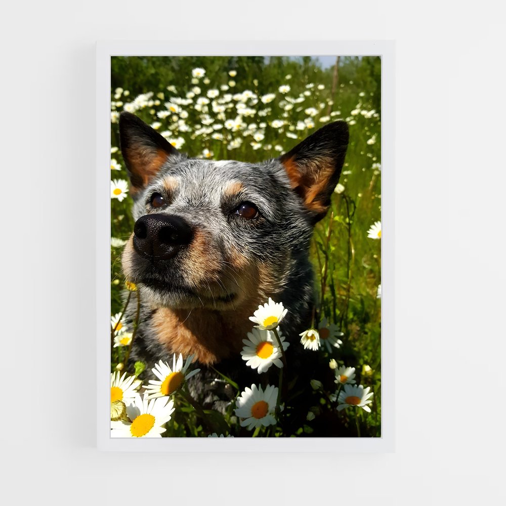ap-australian cattle dog-5 cadre Blanc