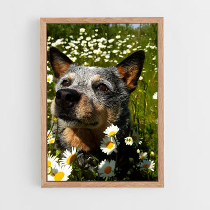 ap-australian cattle dog-5 cadre Bois clair