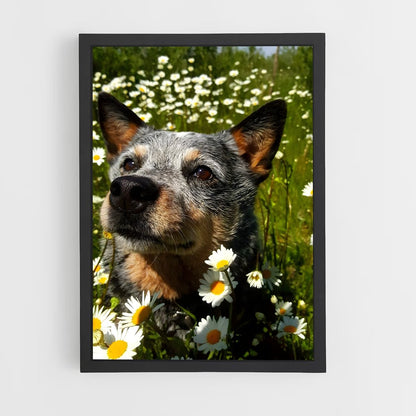 ap-australian cattle dog-5 cadre Noir