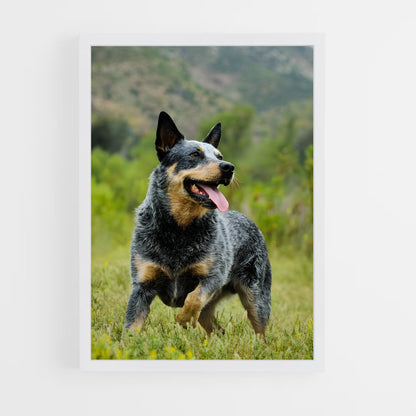 ap-australian cattle dog-6 cadre Blanc