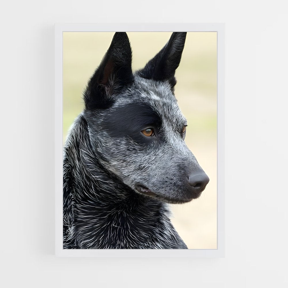 ap-australian cattle dog-7 cadre Blanc