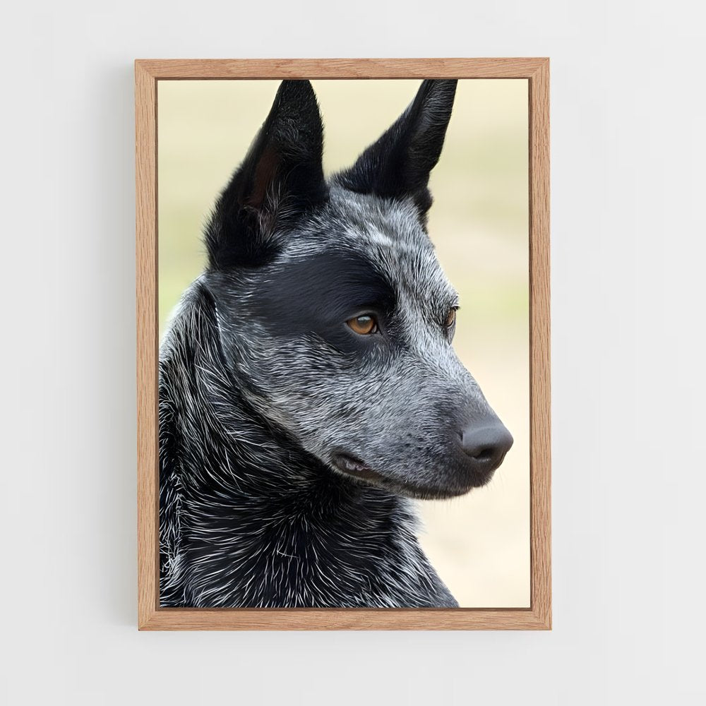 ap-australian cattle dog-7 cadre Bois clair