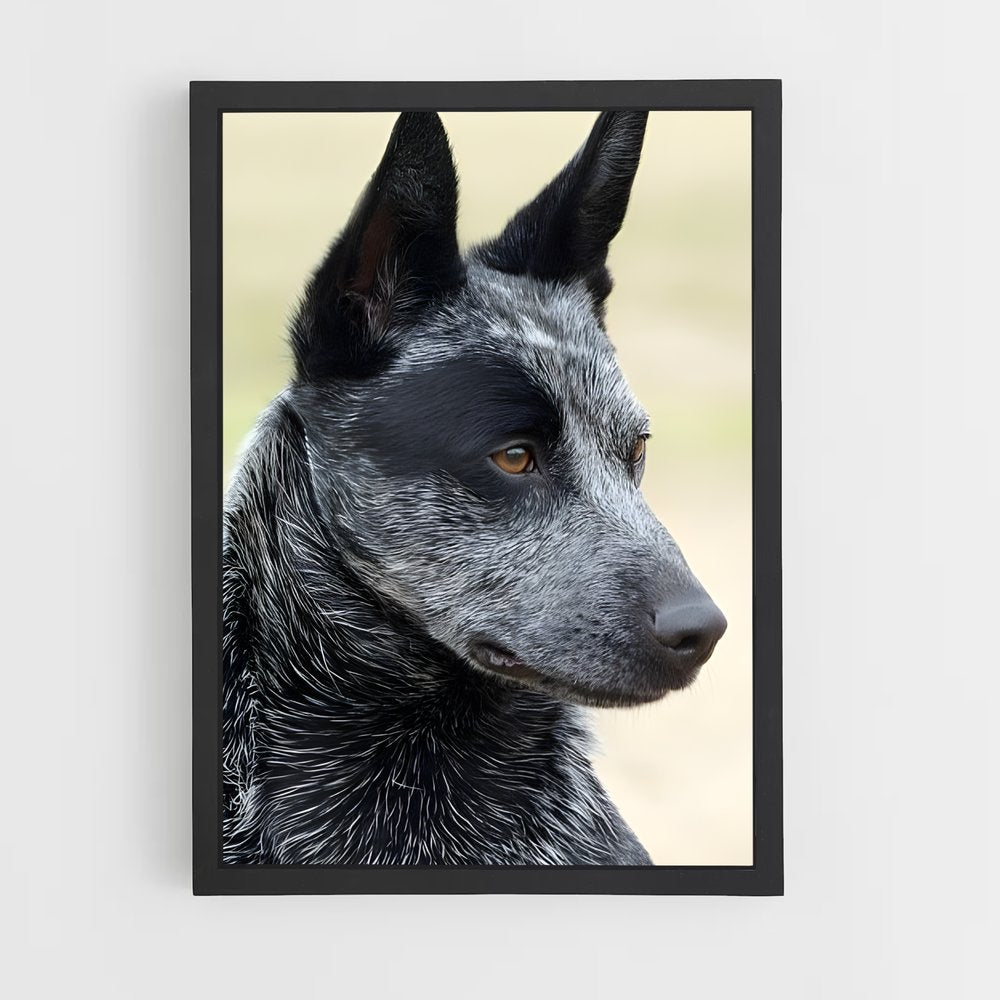 ap-australian cattle dog-7 cadre Noir
