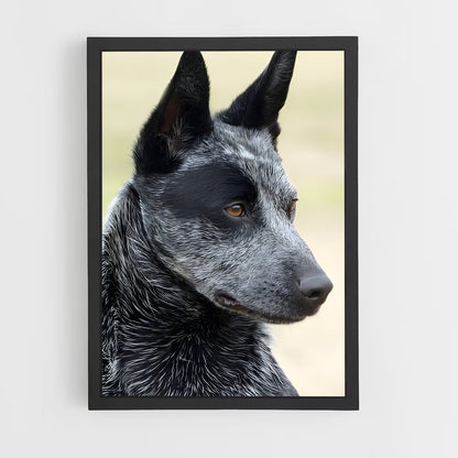 ap-australian cattle dog-7 cadre Noir