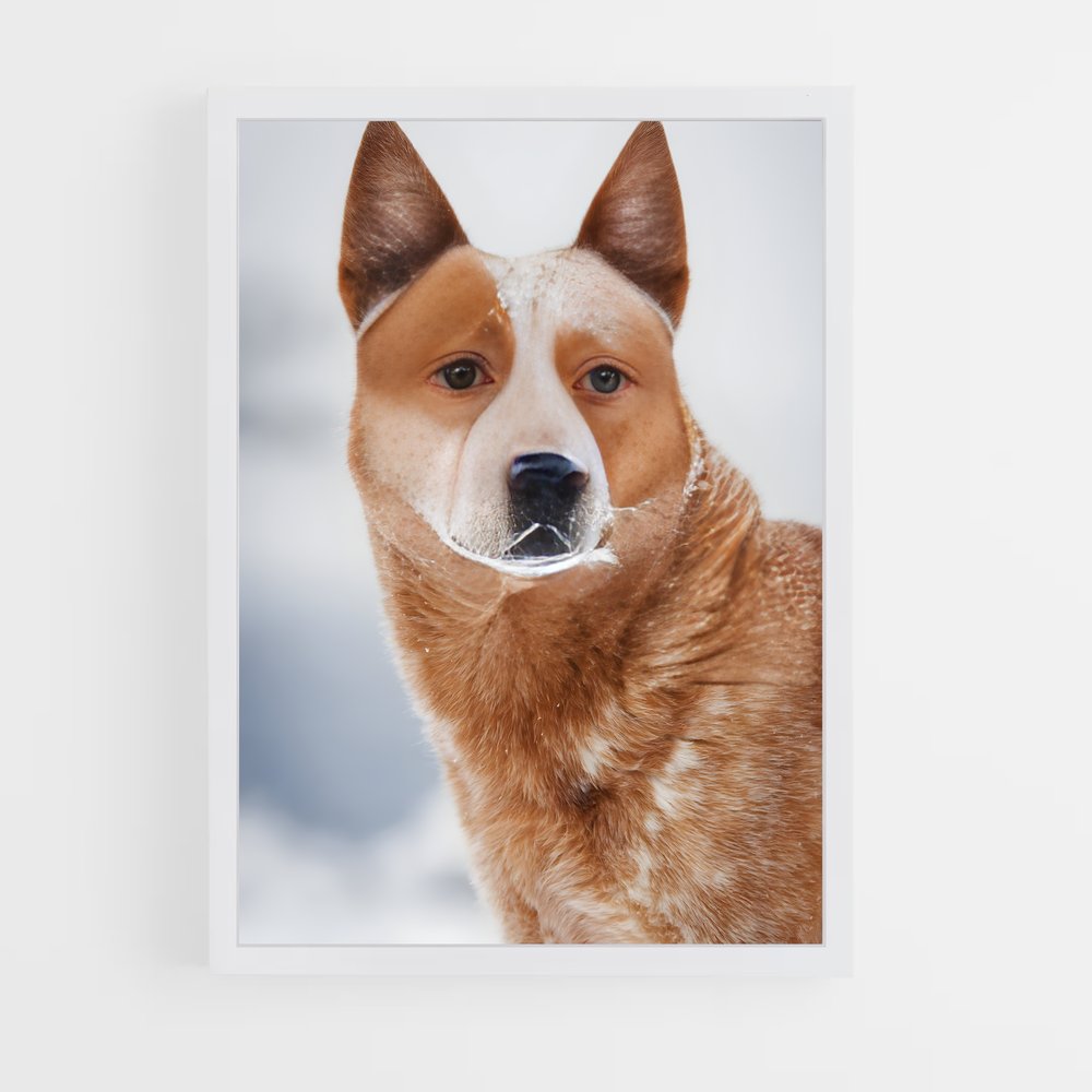 ap-australian cattle dog-8 cadre Blanc