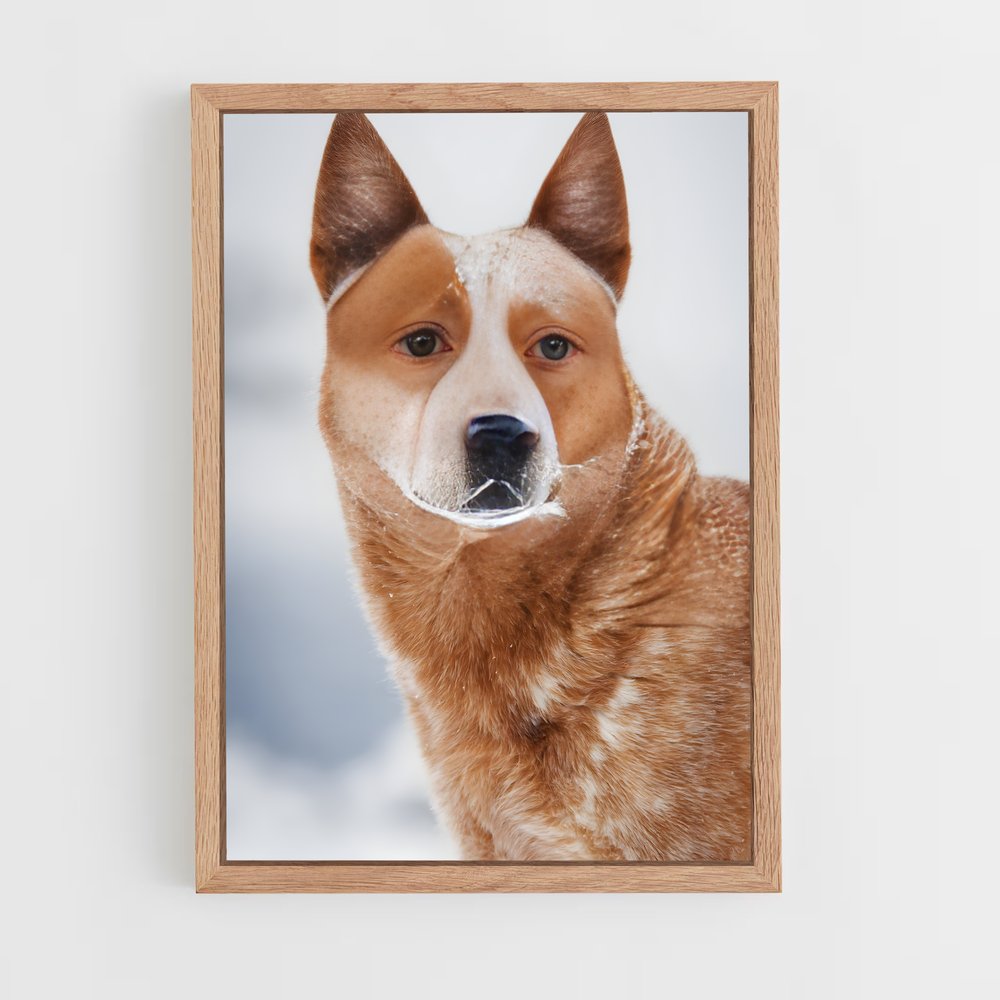 ap-australian cattle dog-8 cadre Bois clair