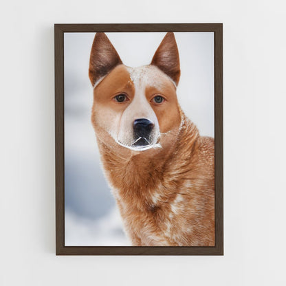 ap-australian cattle dog-8 cadre Bois foncé