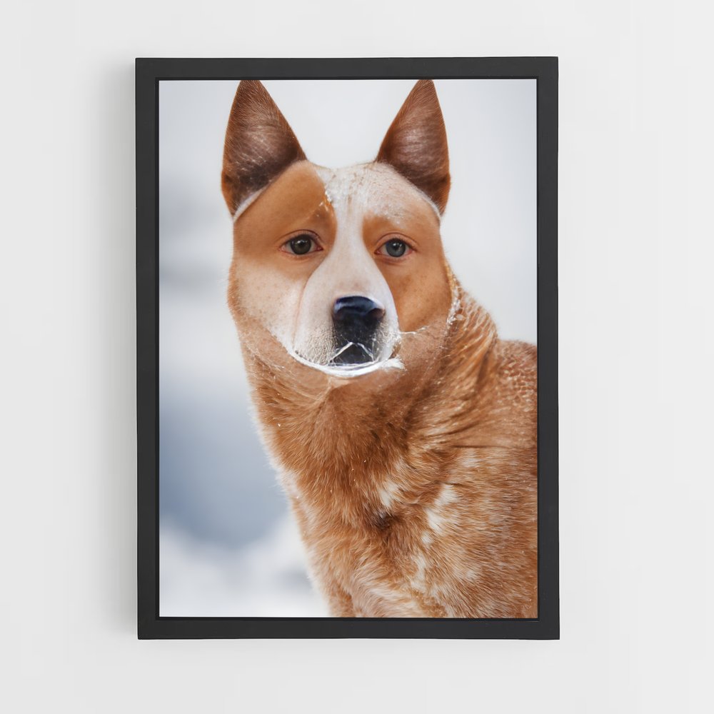 ap-australian cattle dog-8 cadre Noir