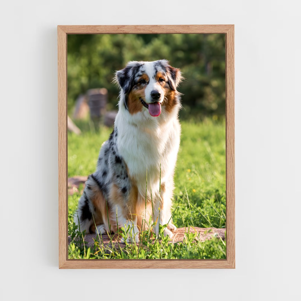 ap-australian shepherd-1 cadre Bois clair