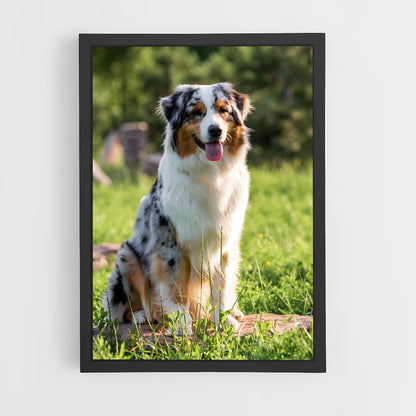 ap-australian shepherd-1 cadre Noir