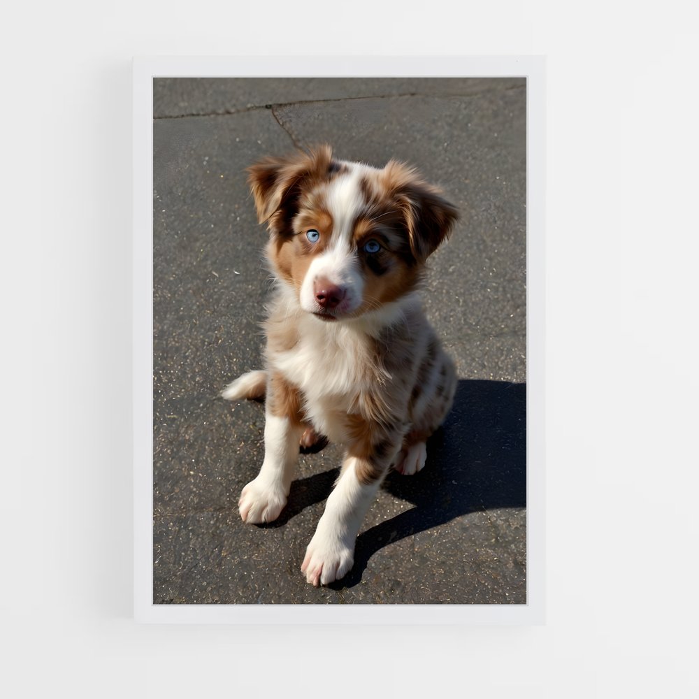 ap-australian shepherd-3 cadre Blanc