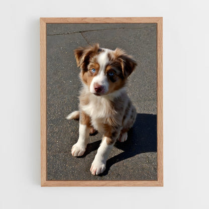 ap-australian shepherd-3 cadre Bois clair