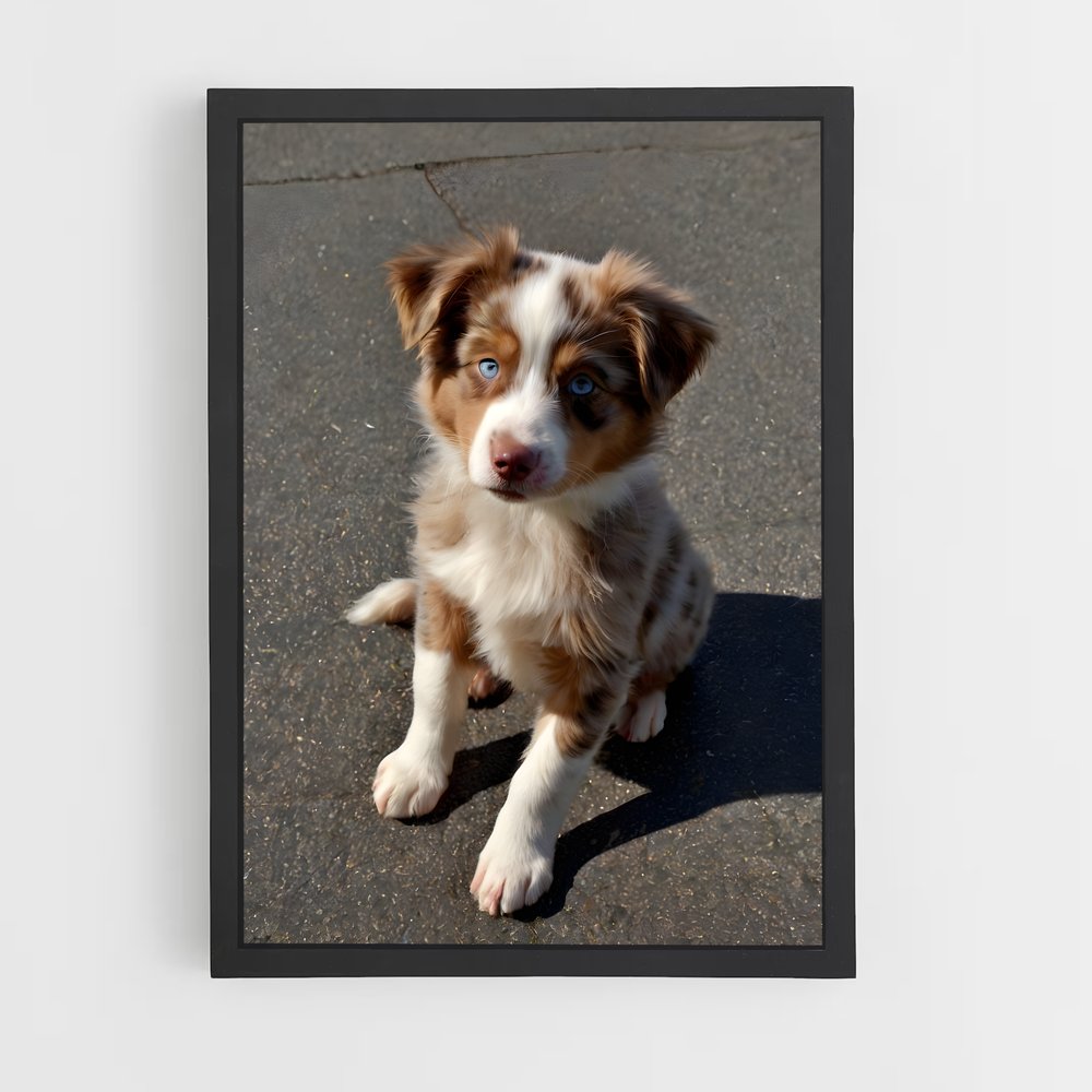 ap-australian shepherd-3 cadre Noir