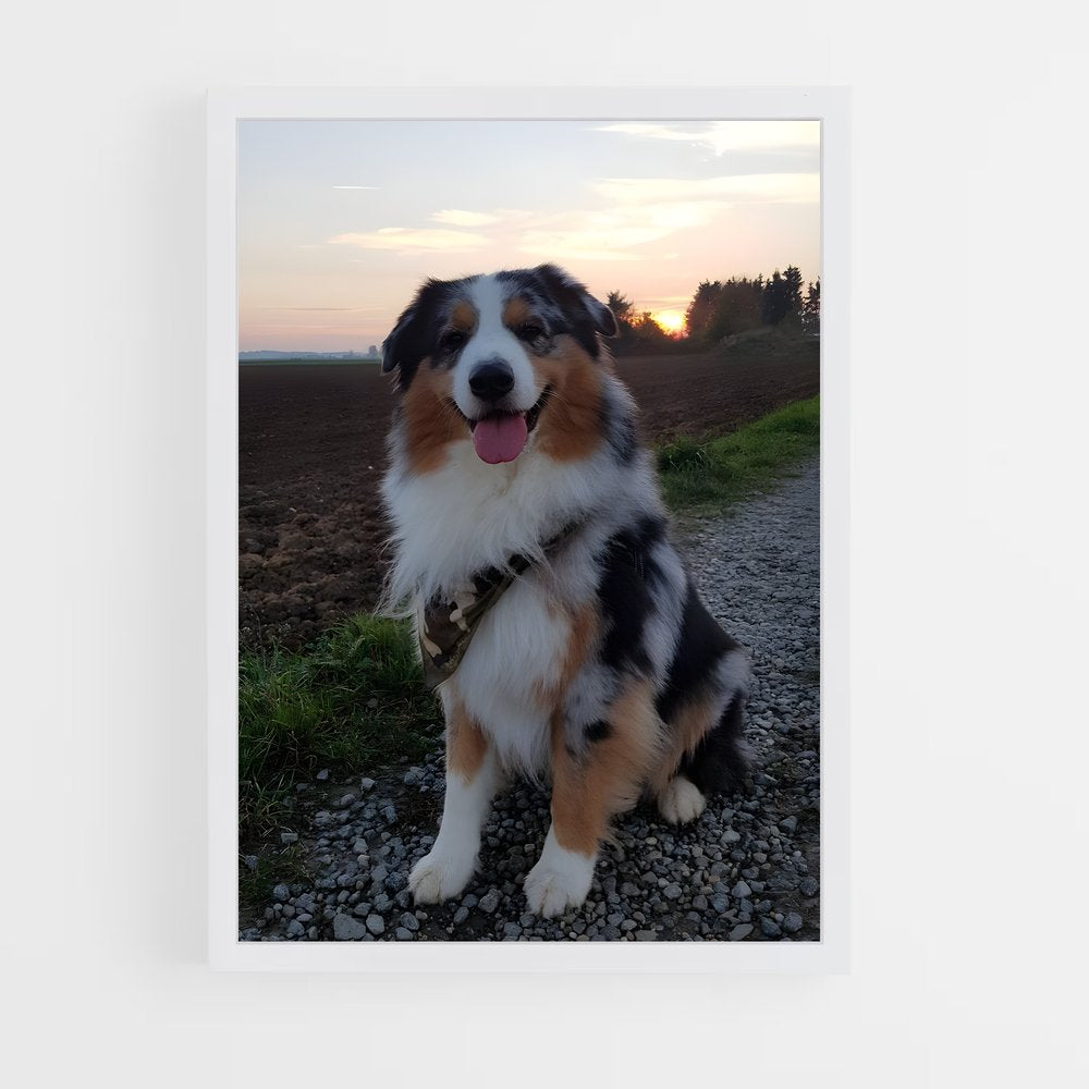 ap-australian shepherd-4 cadre Blanc