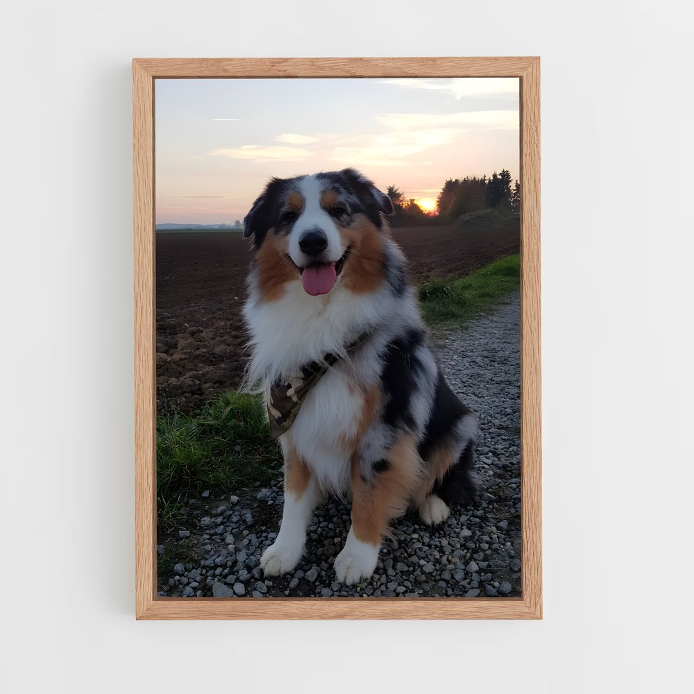 ap-australian shepherd-4 cadre Bois clair
