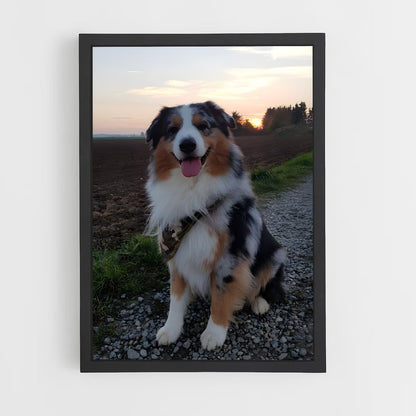 ap-australian shepherd-4 cadre Noir