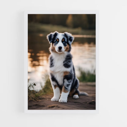 ap-australian shepherd-5 cadre Blanc