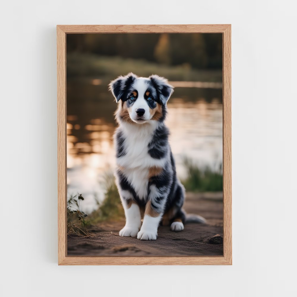 ap-australian shepherd-5 cadre Bois clair
