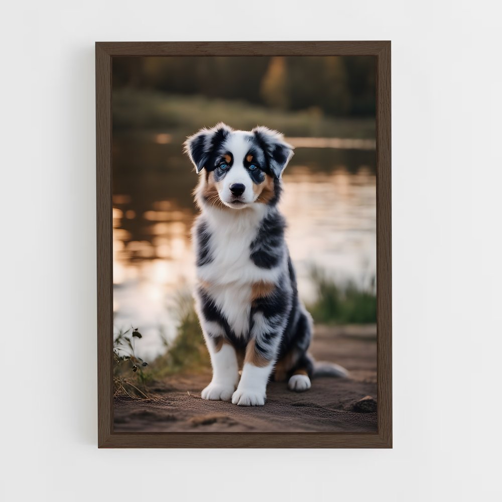 ap-australian shepherd-5 cadre Bois foncé