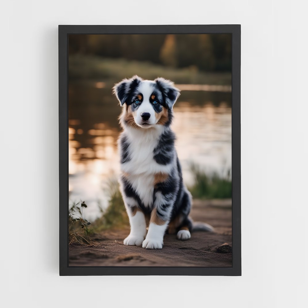 ap-australian shepherd-5 cadre Noir