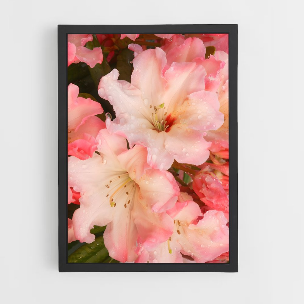 ap-azalea-4 cadre Noir