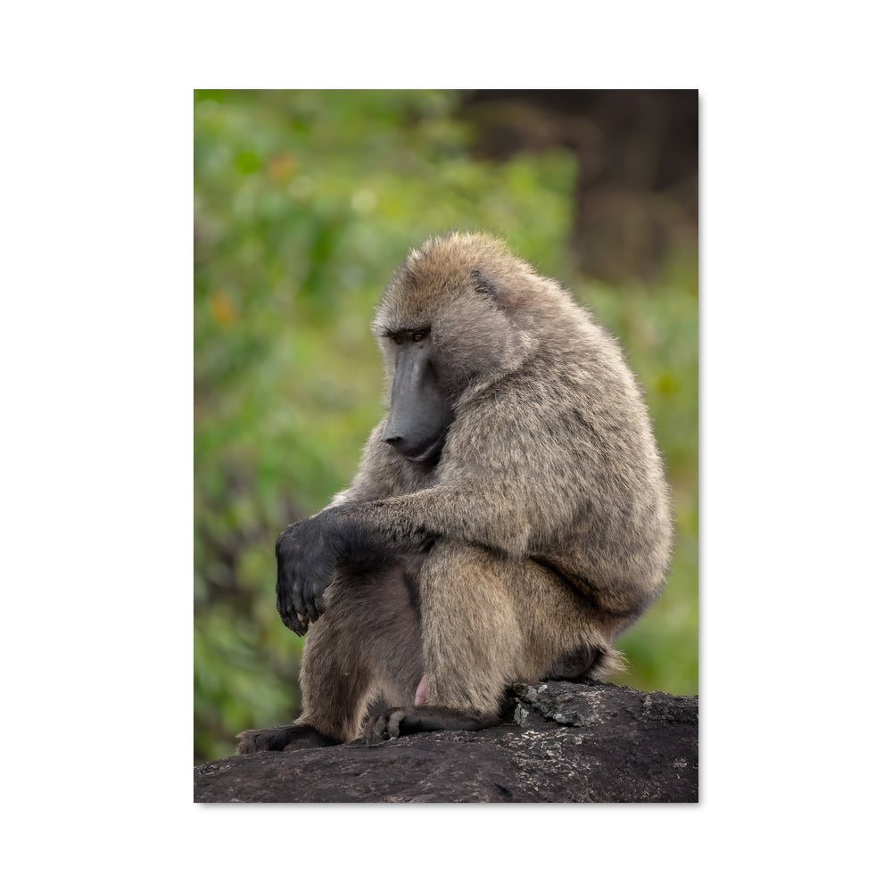 Poster Baboon Groove