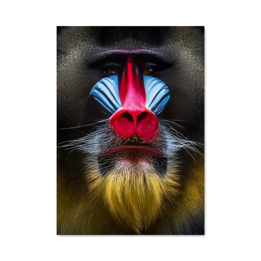 Poster Mandrill Mystique