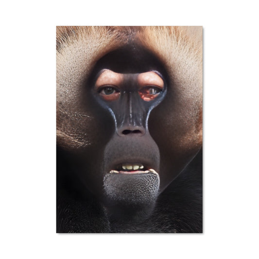 Poster Regard de Babouin