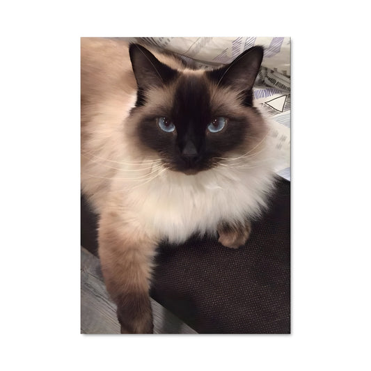 Poster Chat Balinais