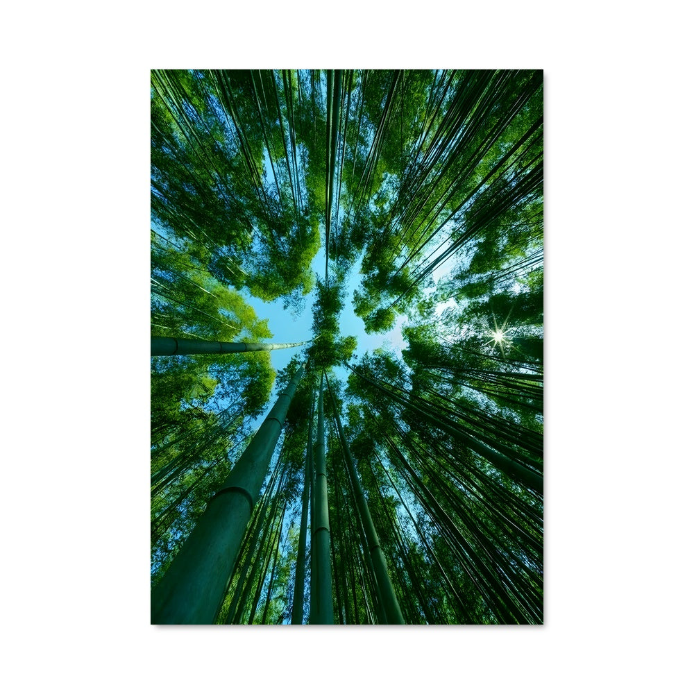 Poster Forêt de Bambous