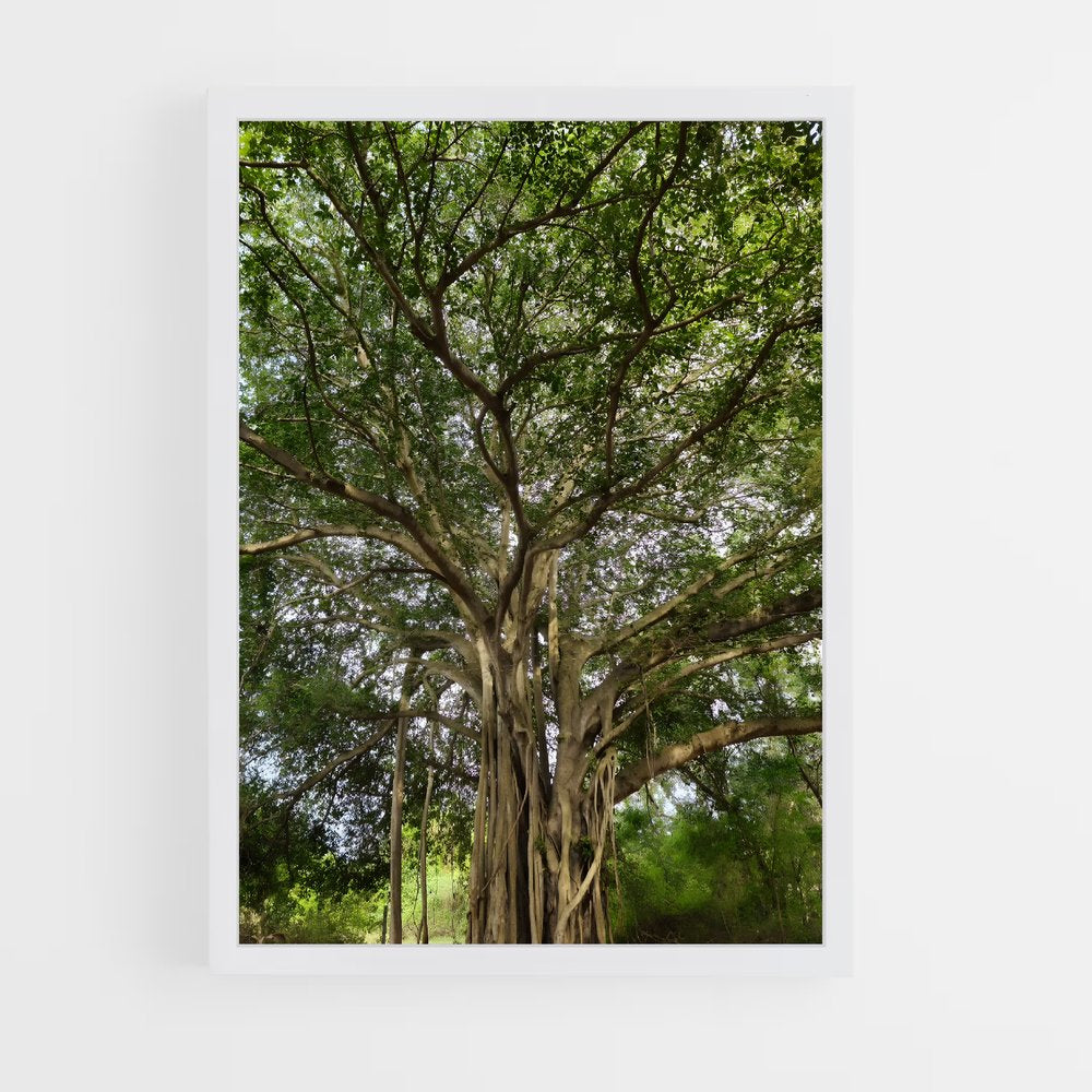 ap-banyan tree-2 cadre Blanc
