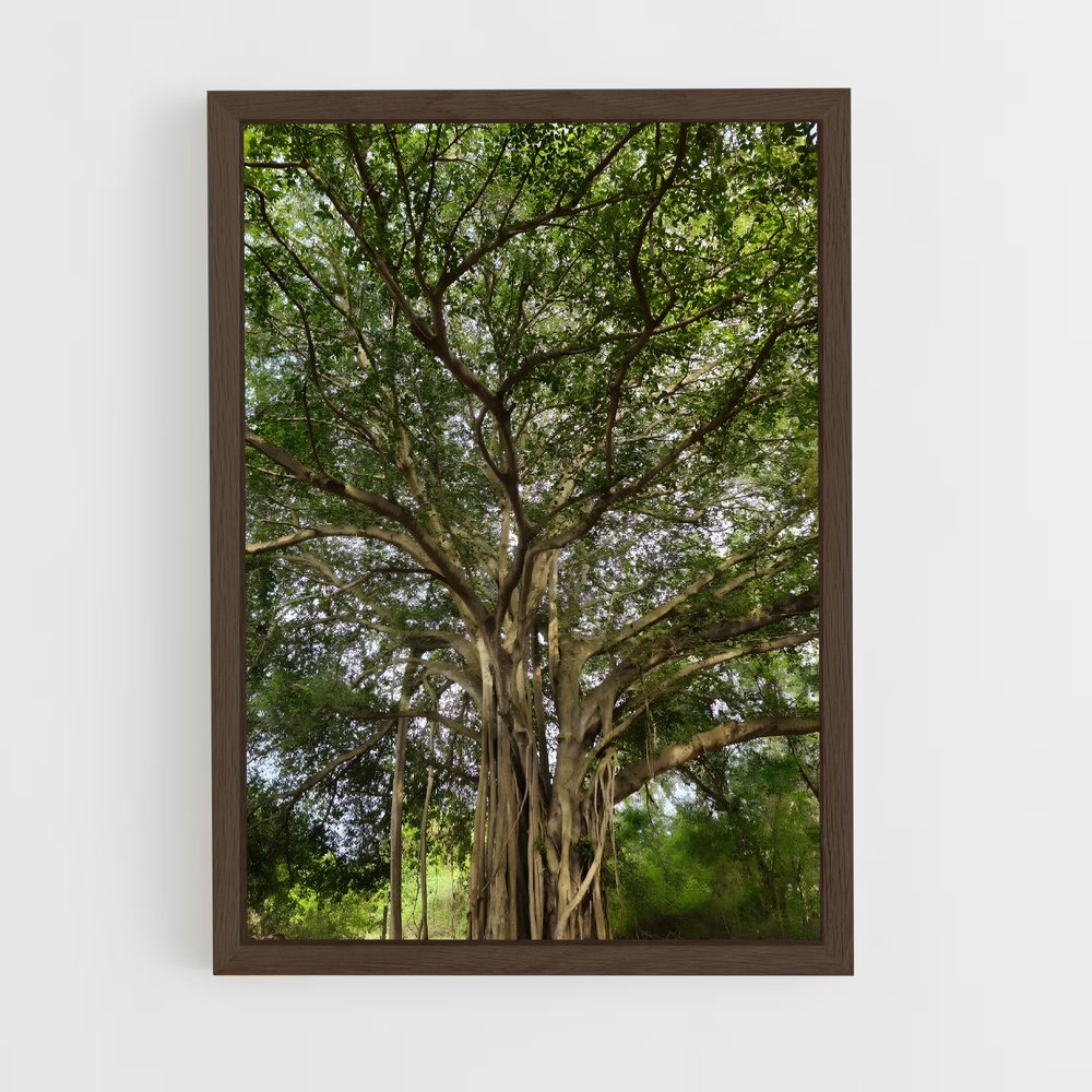 ap-banyan tree-2 cadre Bois foncé
