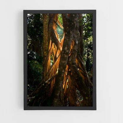 ap-banyan tree-5 cadre Noir