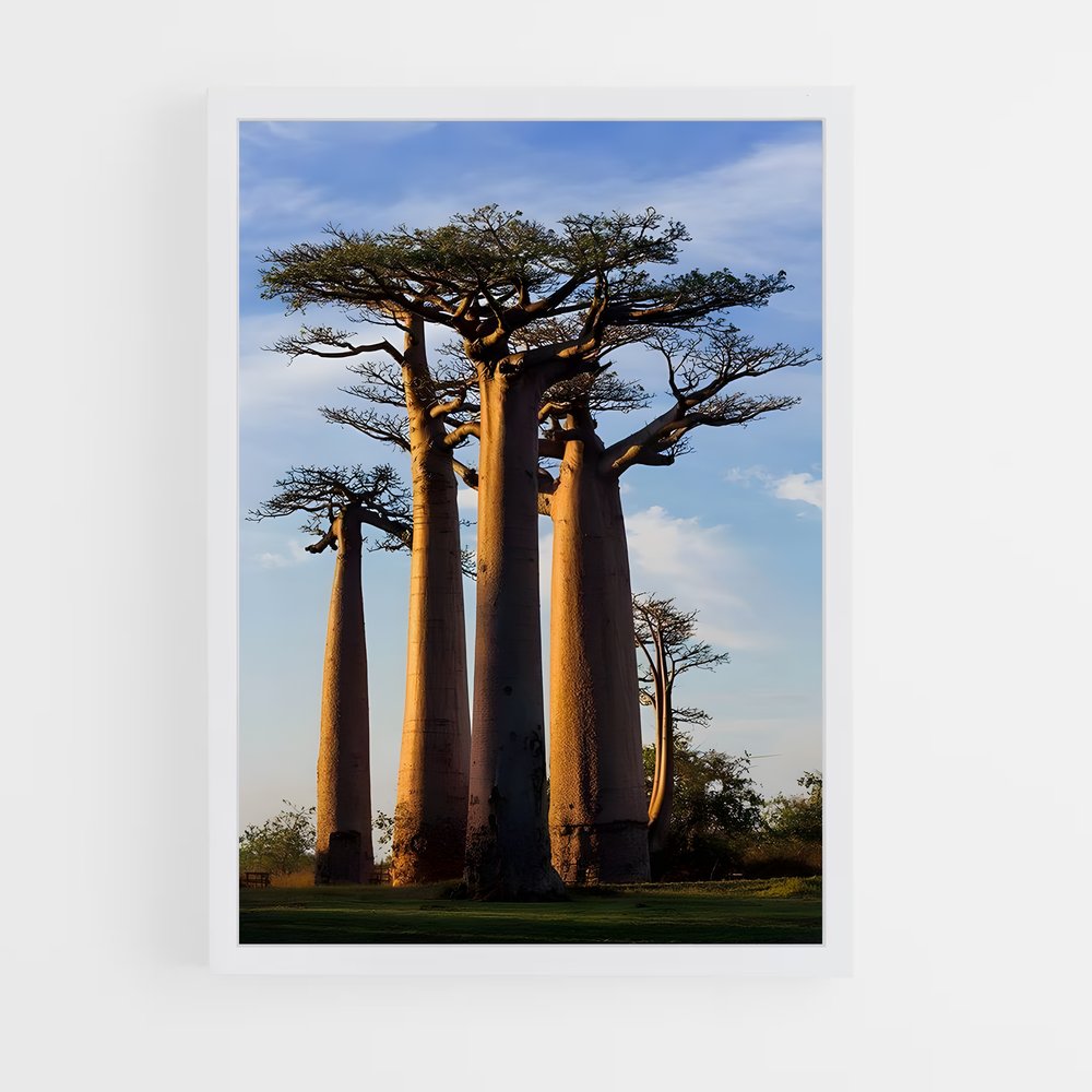 ap-baobab-3 cadre Blanc