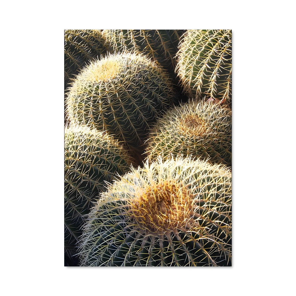 Poster Cactus Mania