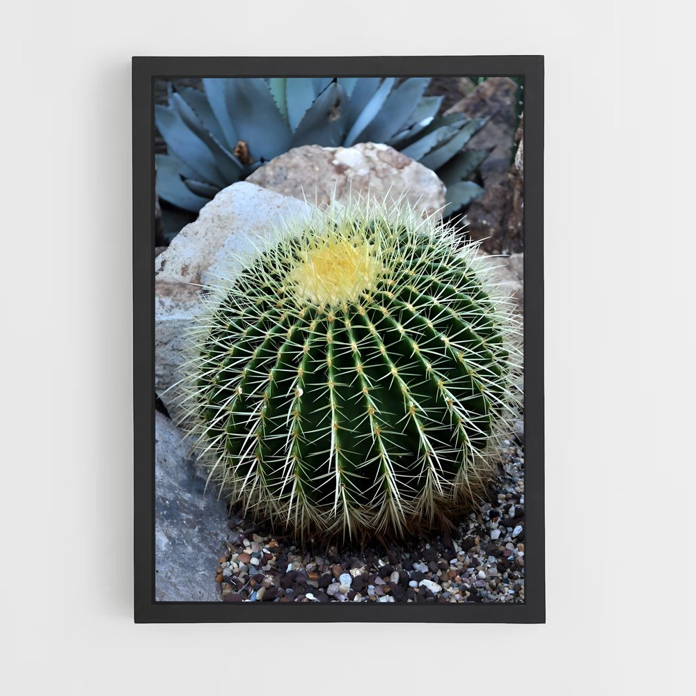 ap-barrel cactus-1 cadre Noir