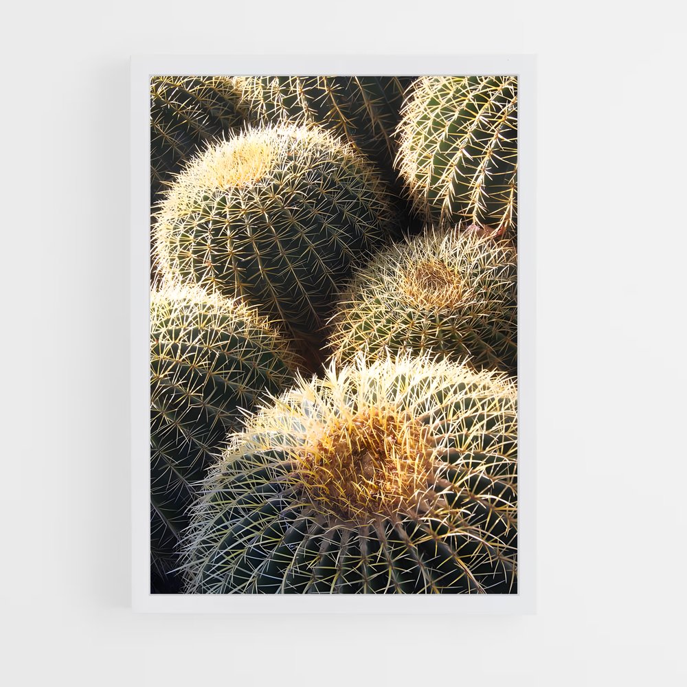 ap-barrel cactus-2 cadre Blanc