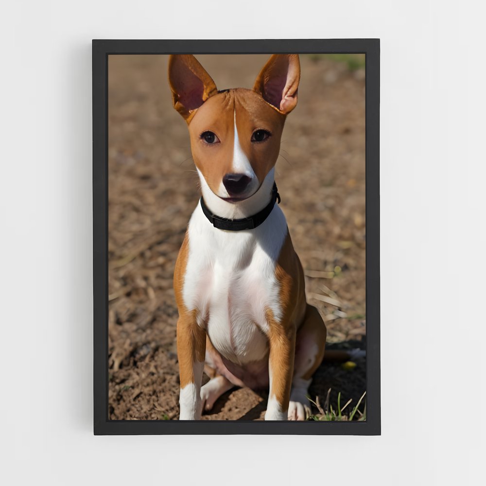 ap-basenji-1 cadre Noir