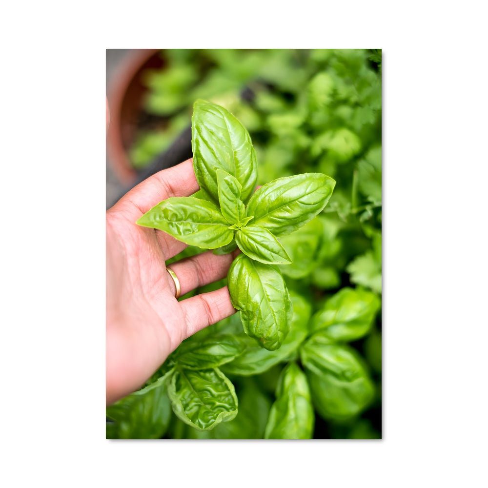 Poster Basilic Frais