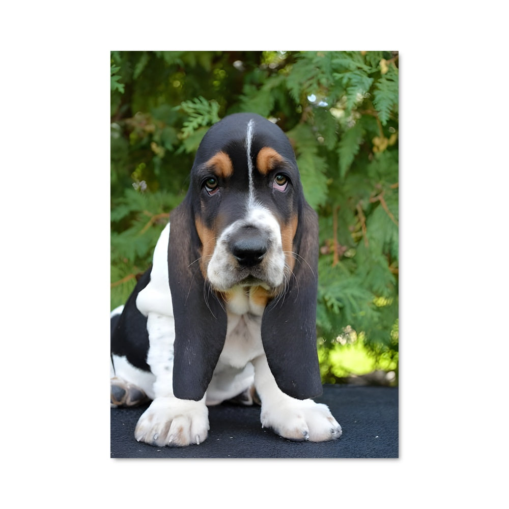 Poster Basset au Regard Attendri