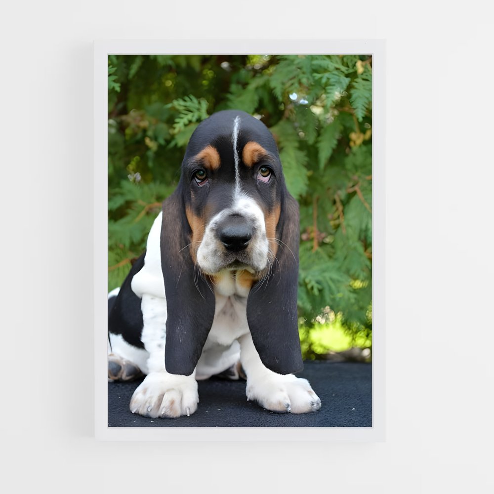 ap-basset hound-3 cadre Blanc