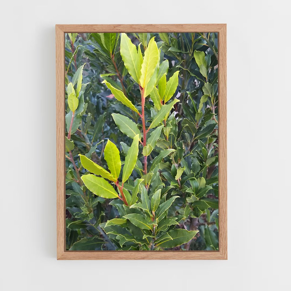 ap-bay leaves-5 cadre Bois clair