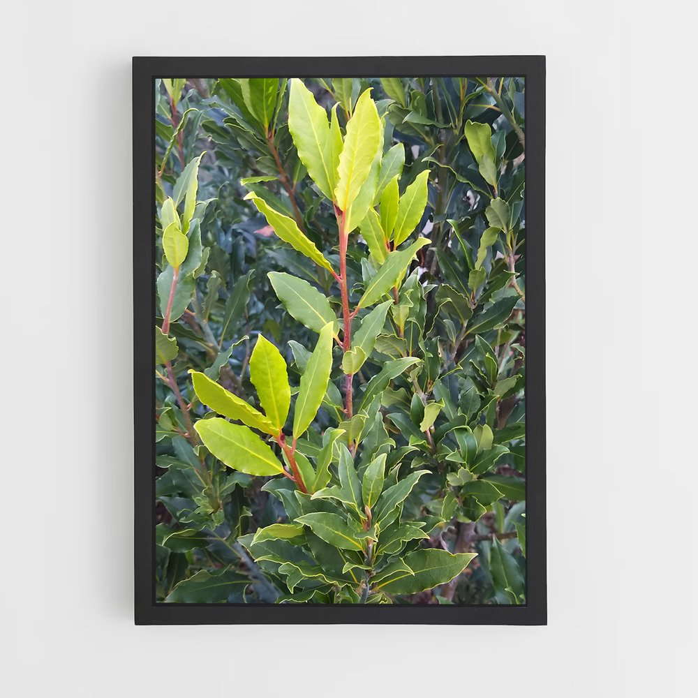 ap-bay leaves-5 cadre Noir